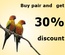 Bird Store Template