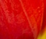 LadyTulip: CSS Templates | TEMPLATED