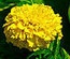 FloralGarden:  | TEMPLATED