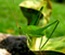 Insect Blog Template