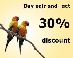 Bird Store Template