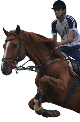 Horse Riding Sports Category Bootstrap Responsive Web Template