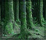 Naturalbeauties:  | TEMPLATED