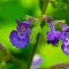 FloralGarden:  | TEMPLATED