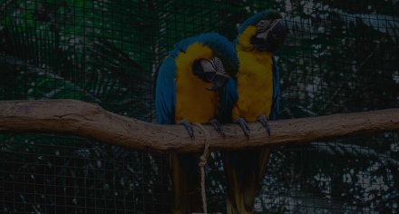 Love Birds – Animals & Pets Category Bootstrap Responsive Web Template