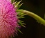 BarbedFlower: CSS Templates | TEMPLATED