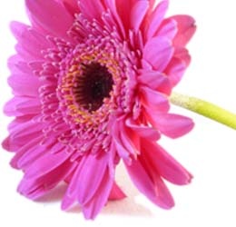 Flower Shop Template