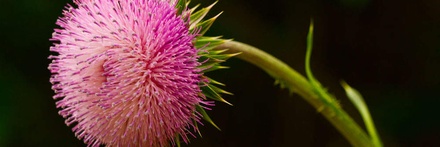 BarbedFlower: CSS Templates | TEMPLATED