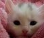 Airy Pets an animals Category Bootstrap Responsive Web Template