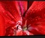 Flowerbuds:  | TEMPLATED