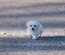 Pets Love a animal Category Flat Bootstrap Responsive Web Template