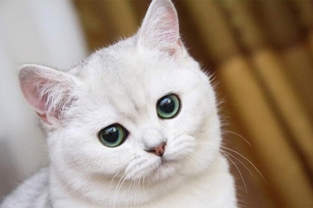 Gato a Animal Category Flat Bootstrap Responsive Web Template
