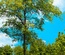 Treeling:  | TEMPLATED