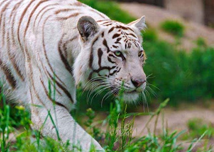 Wild Life a Animal Category Flat Bootstrap Responsive Web Template
