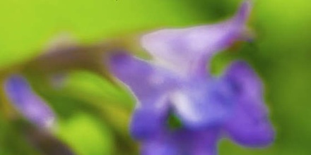 CatMint: CSS Templates | TEMPLATED