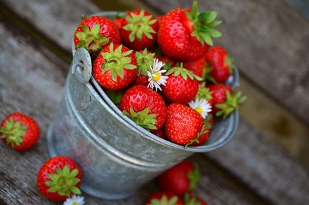 Fruitage Agriculture Category Bootstrap Responsive Web Template.