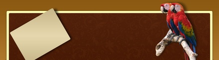 Bird Store Template