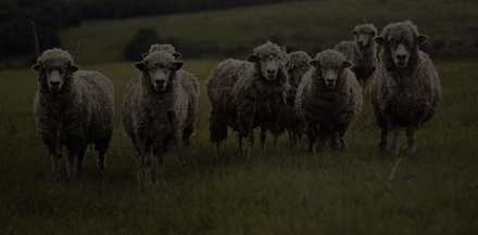 Wool an Agriculture Category Flat Bootstrap Responsive Web Template