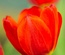 LadyTulip: CSS Templates | TEMPLATED