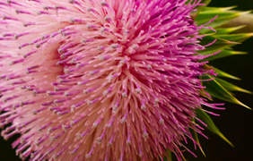 Amaryllis:  | TEMPLATED