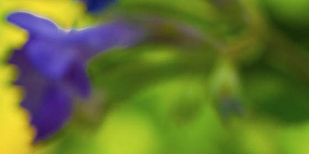 CatMint: CSS Templates | TEMPLATED