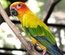 Bird Store Template