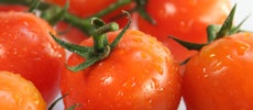 Tomato Template
