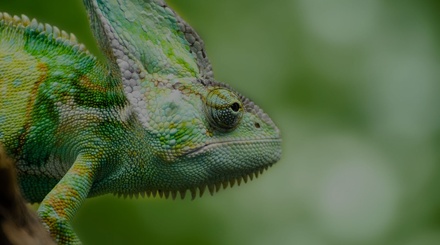 Reptiles a Animal Category Flat Bootstrap Responsive Web Template