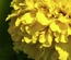 YellowDahlia:  | TEMPLATED