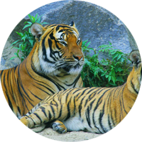Wild Nature a Animal Category Flat Bootstrap Responsive Web Template