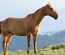 Horse Crew Sports Category Bootstrap Responsive Website Template