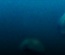 Ice Bubble Template
