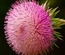 Flourish: CSS Templates | TEMPLATED
