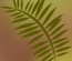 Mistybud:  | TEMPLATED