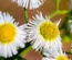 FlowerClusters:  | TEMPLATED