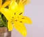Flowerilla gallery webtemplate and mobile webtemplate for free