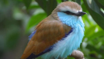 Exotic Birds a Animal Category Flat Bootstrap Responsive Web Template
