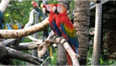 Bird Store Template