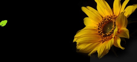 Sunflower: CSS Templates | TEMPLATED
