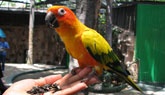 Bird Store Template