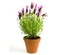 Flower Shop Template