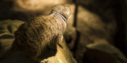 Mongoose:  | TEMPLATED