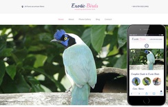 Exotic Birds a Animal Category Flat Bootstrap Responsive Web Template