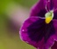 Flourish: CSS Templates | TEMPLATED