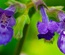 FloralGarden:  | TEMPLATED