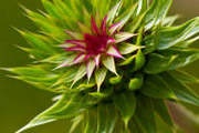 FlowerClusters:  | TEMPLATED