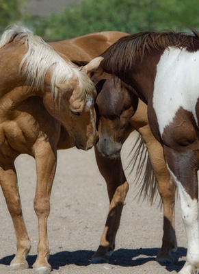 Horse Crew Sports Category Bootstrap Responsive Website Template