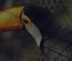 Exotic Birds a Animal Category Flat Bootstrap Responsive Web Template
