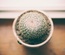 Tamarillo Template
