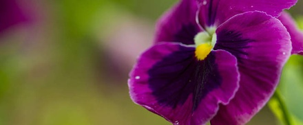 Flourish: CSS Templates | TEMPLATED